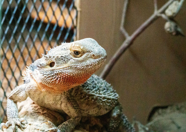 Close-up of lizard in cage at zoo