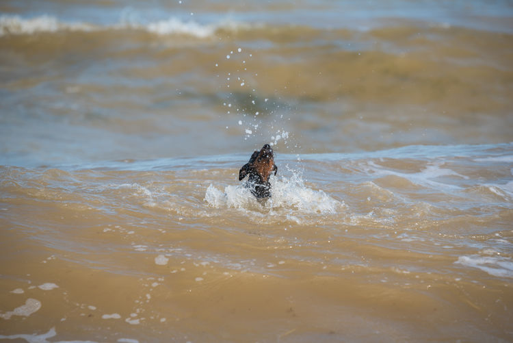 View of dog swimming in sea