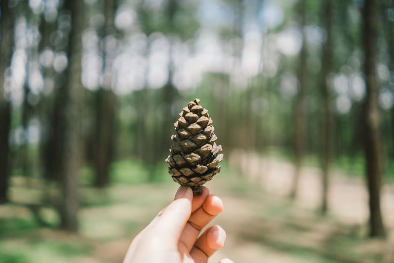 Human hand holding pine cone in forest