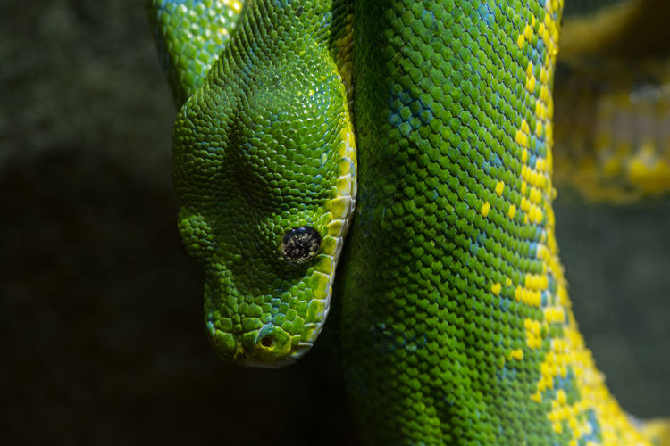 Close-up of green snake