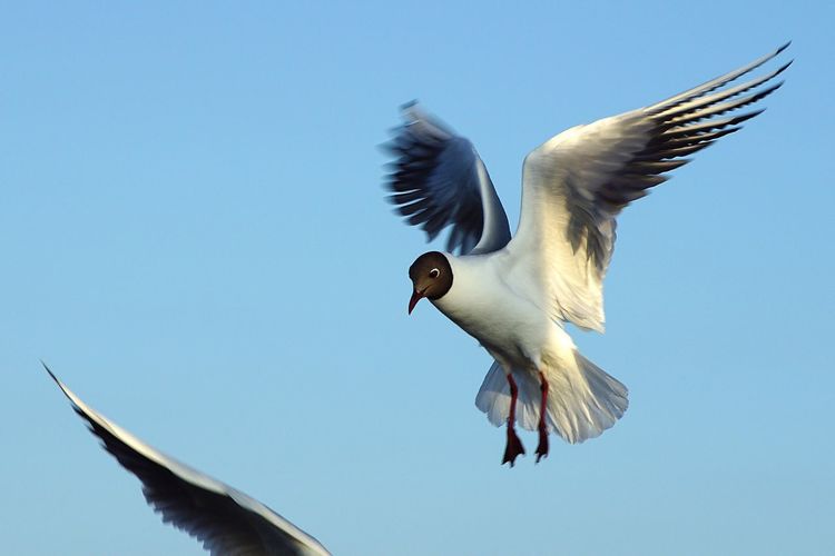 Low angle view of black-headed gull flying against clear sky