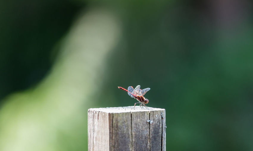 Close-up side view of an insect on pole