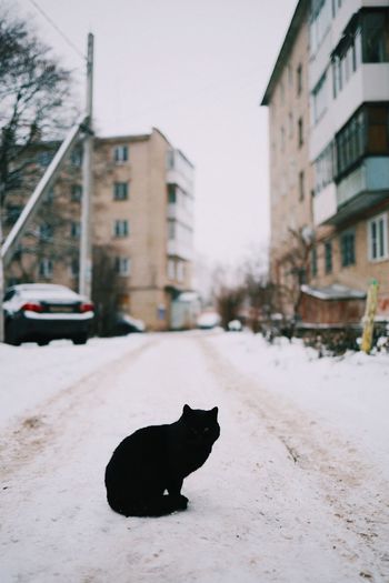 Black cat on street in city