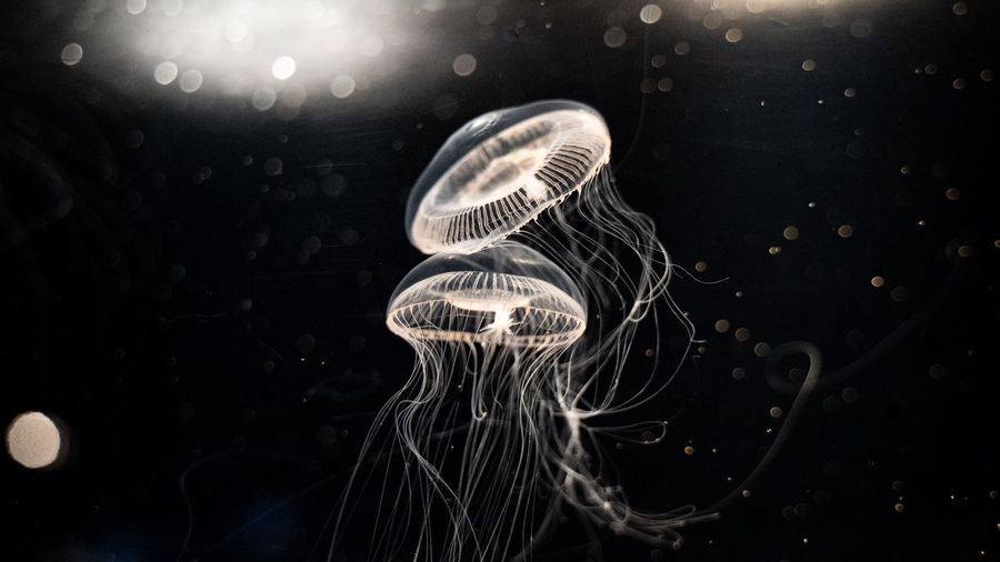 Close-up of jellyfish swimming in sea