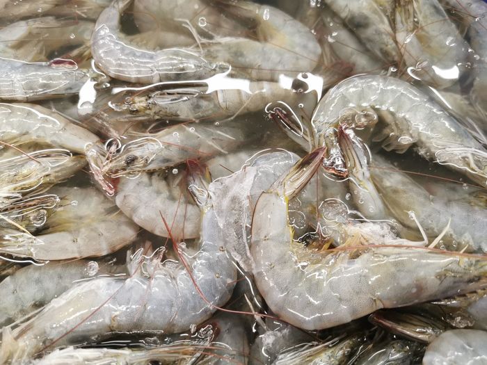 Full frame shot of fish for sale in market