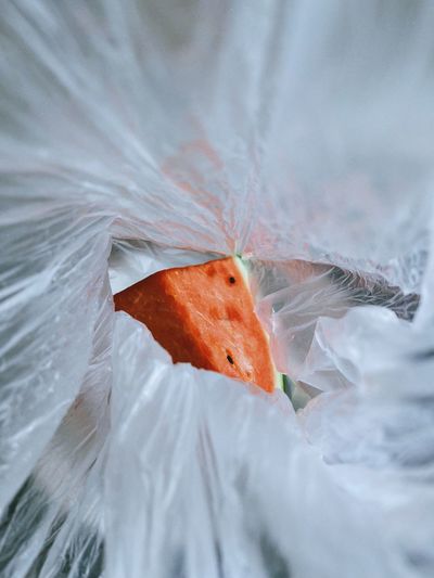 Close-up of a watermelon in a bag