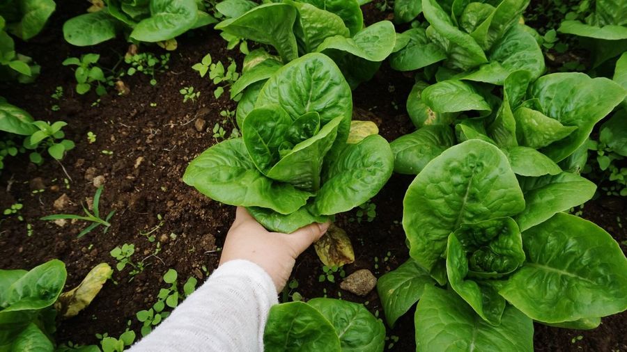 Cropped hand of person holding leaf vegetable on field