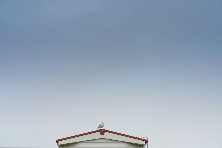 Low angle view of seagull on building in sky