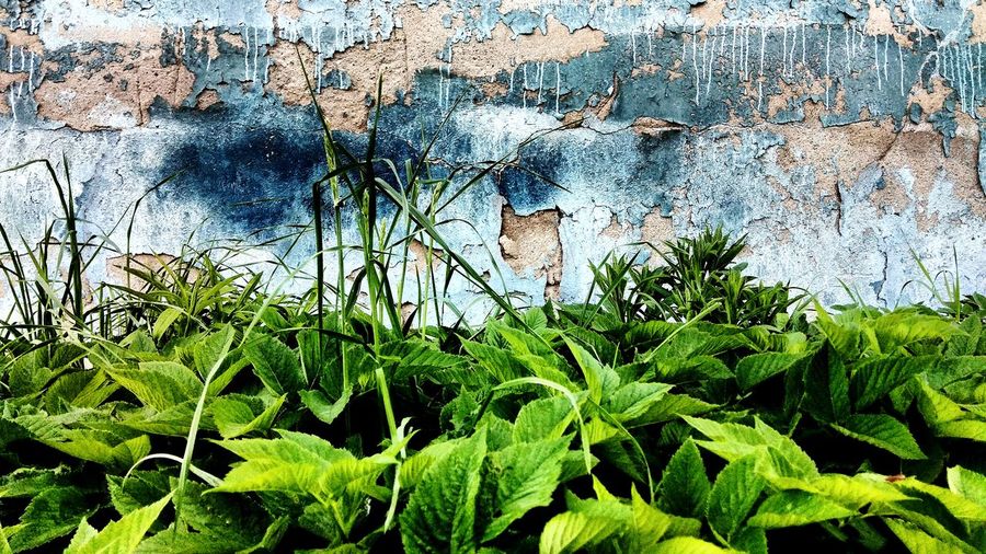 Close-up of plants against wall