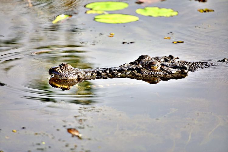 Saltwater crocodile sneaking around