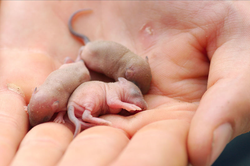 Close-up of cropped hand holding newborn rat