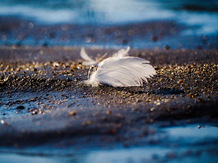Surface level of feather at beach