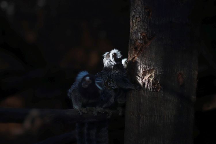 Close-up of monkey on tree