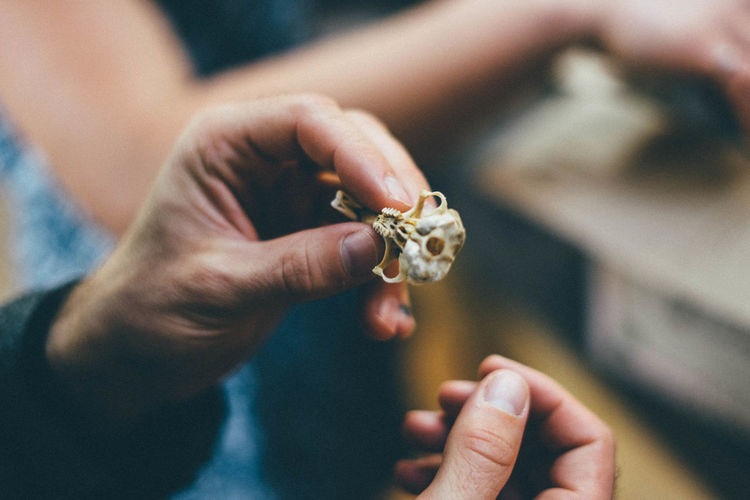 Cropped hand holding bone
