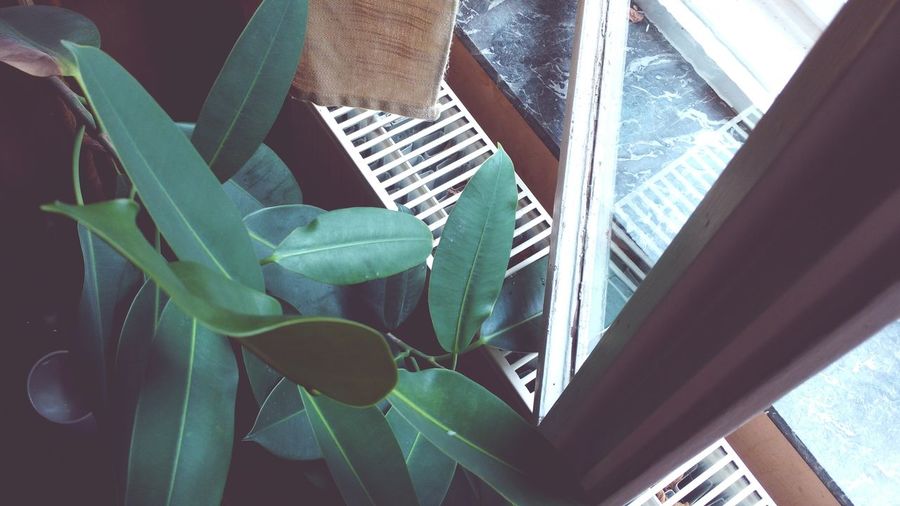 Close-up of plants