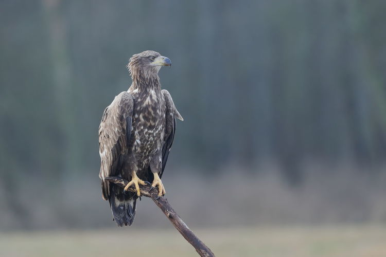A white-tailed eagle perched