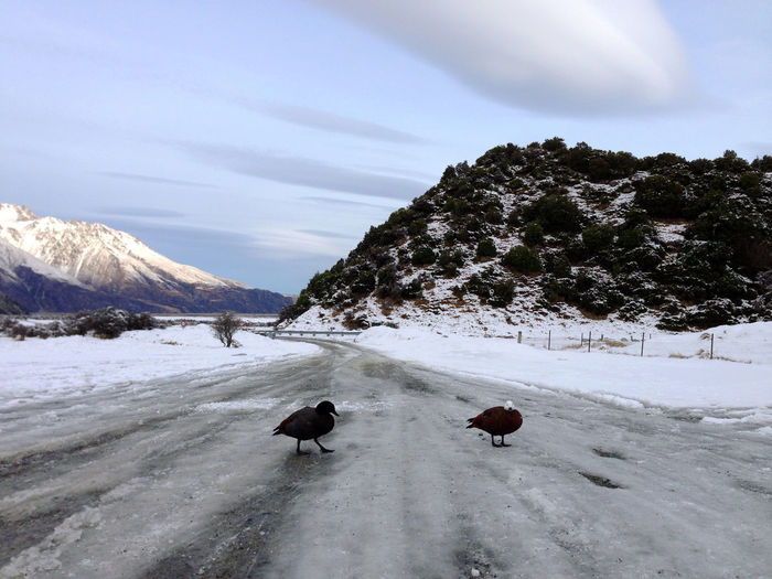 Paradise ducks in new zealand. winter 2015.