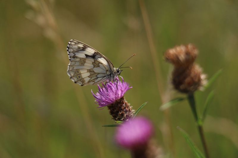Close-up of butterfly pollinating on pink thistle