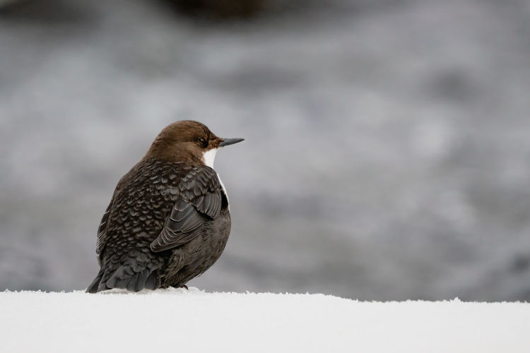 Close-up of bird, white-throated dipper, perching on snow