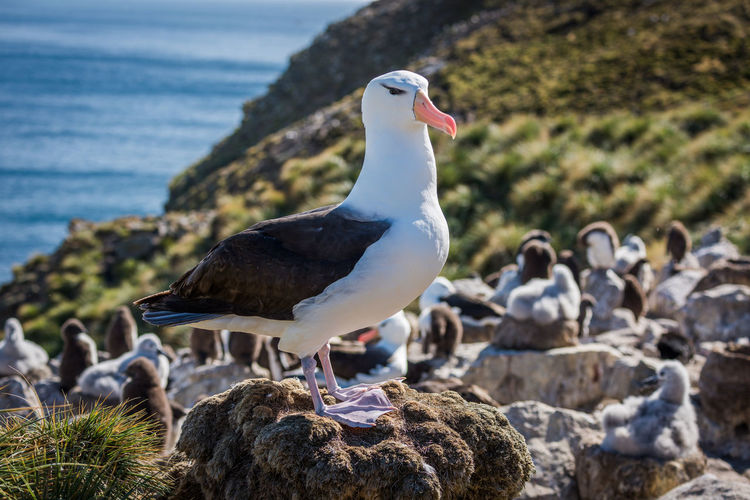 Close-up of albatross against young birds on rock formations