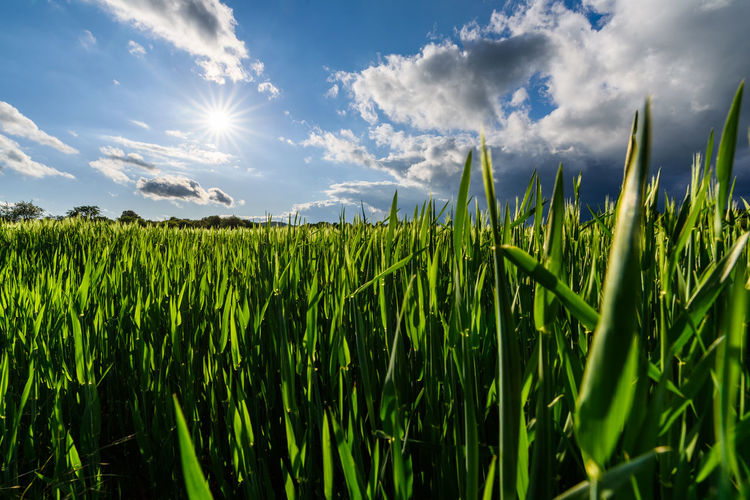 Crops growing on field against sky