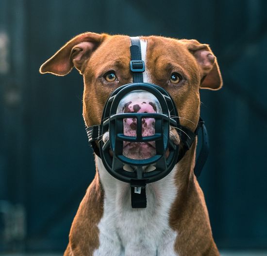 Close-up of brown dog
