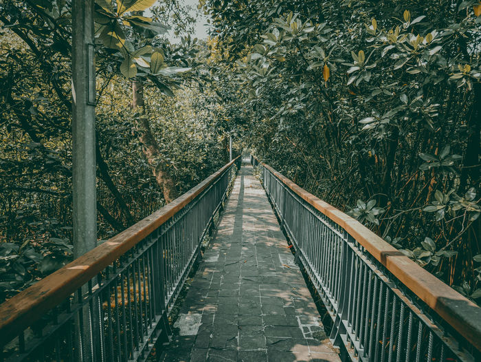 Footbridge in mangrove forest 