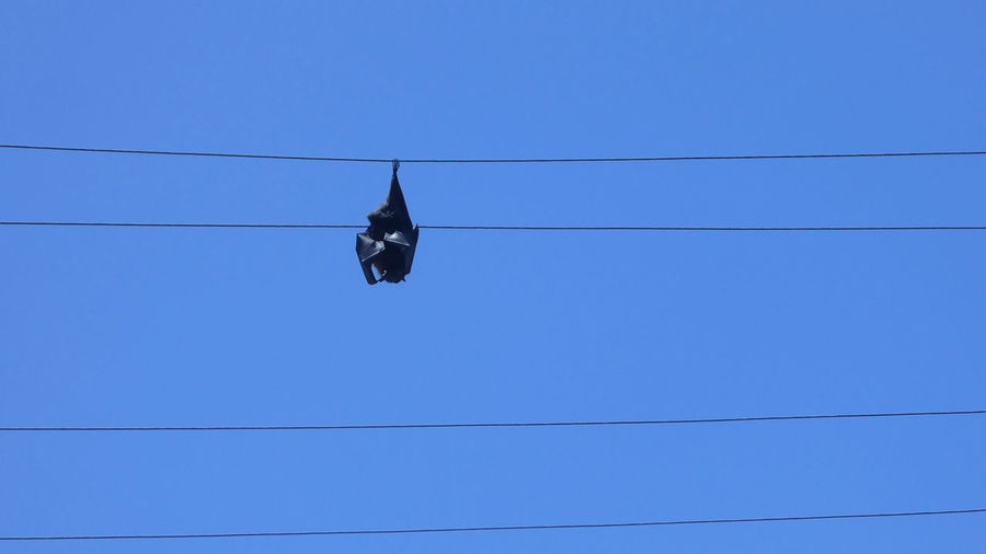 Low angle view of shoes hanging against clear blue sky