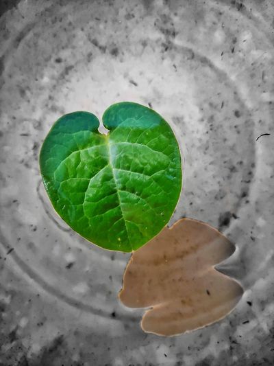 High angle view of leaf in container