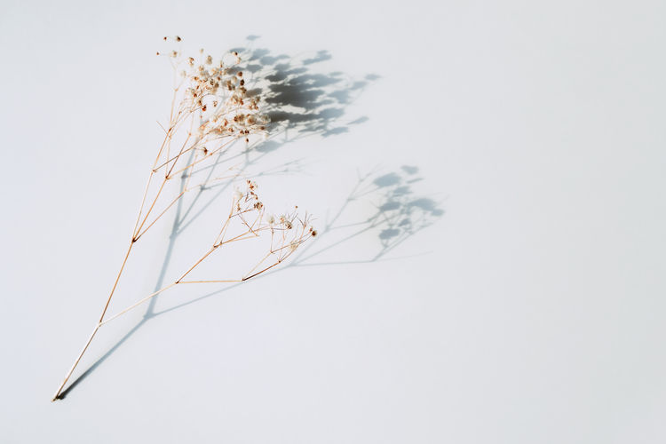 Baby's breath gypsophila on white background with shadow