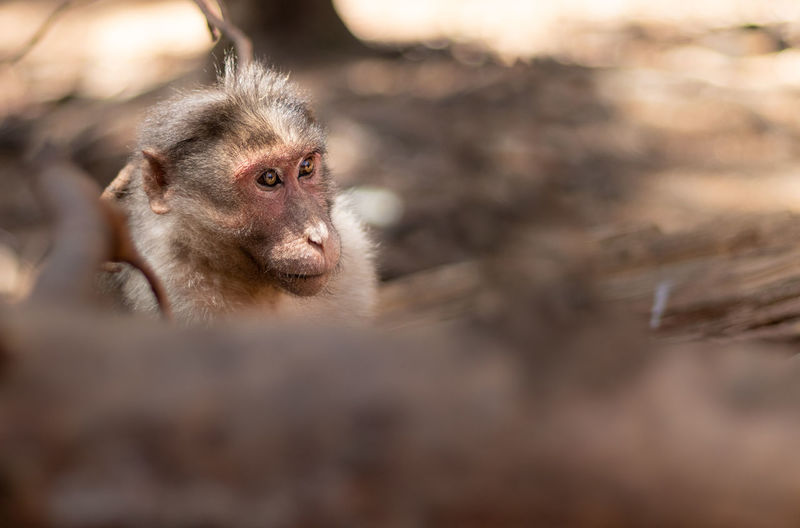 Monkey isolated head with blurred foreground