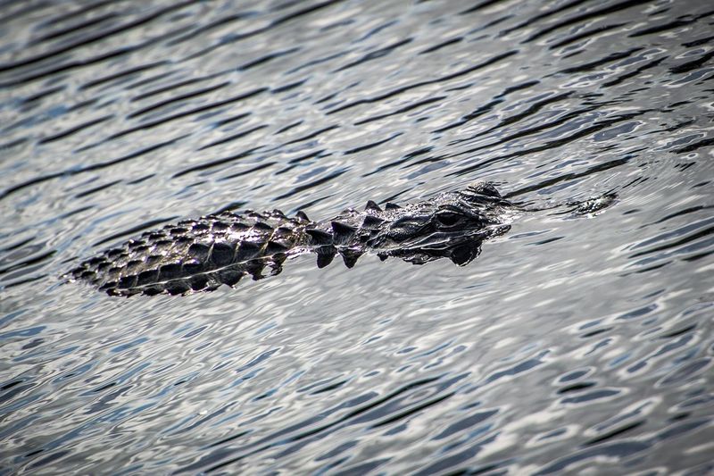 High angle view of alligator swimming in lake