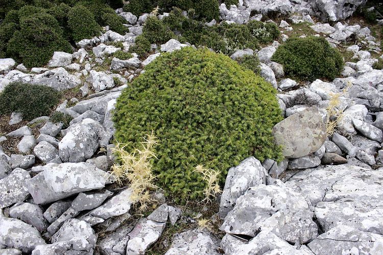 High angle view of rocks in garden