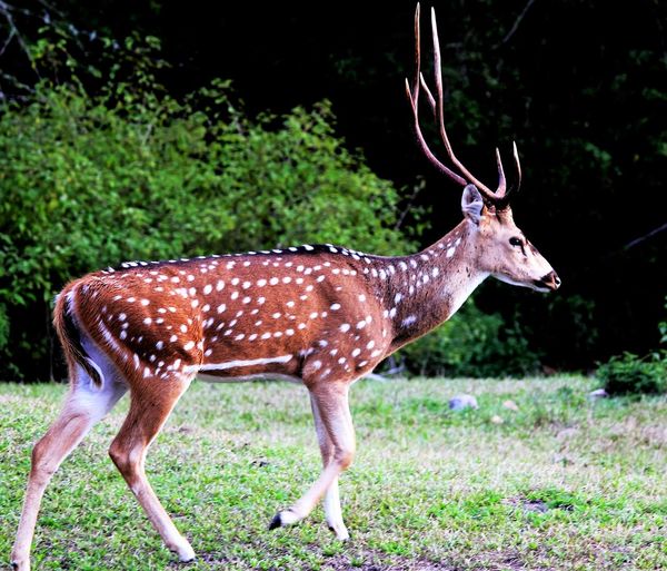 Side view of axis deer bandipur national park