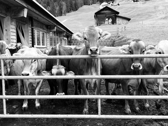 Close-up of cows in pen