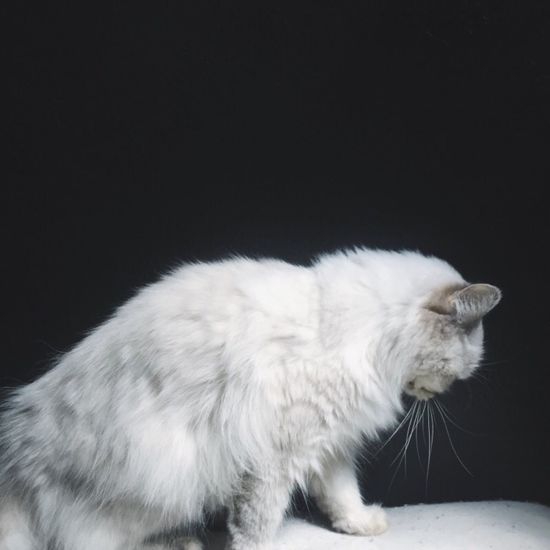 Close-up of a cat