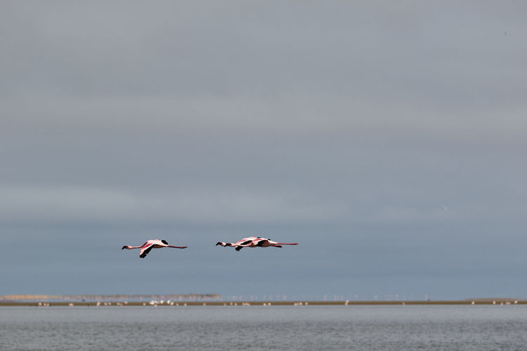 Two flamingos in flight at walvis bay