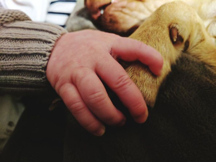 Cropped image of toddler holding dog paw