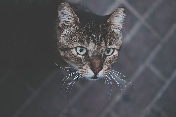 Close-up portrait of cat