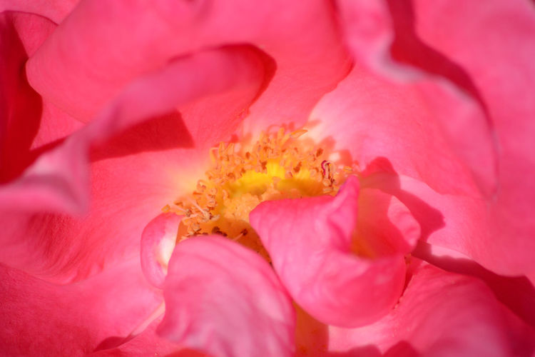 Detail shot of pink flower