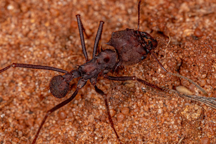 Close-up of insect