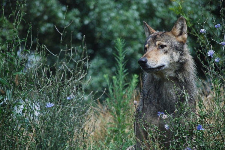 Wolf standing by plants on field