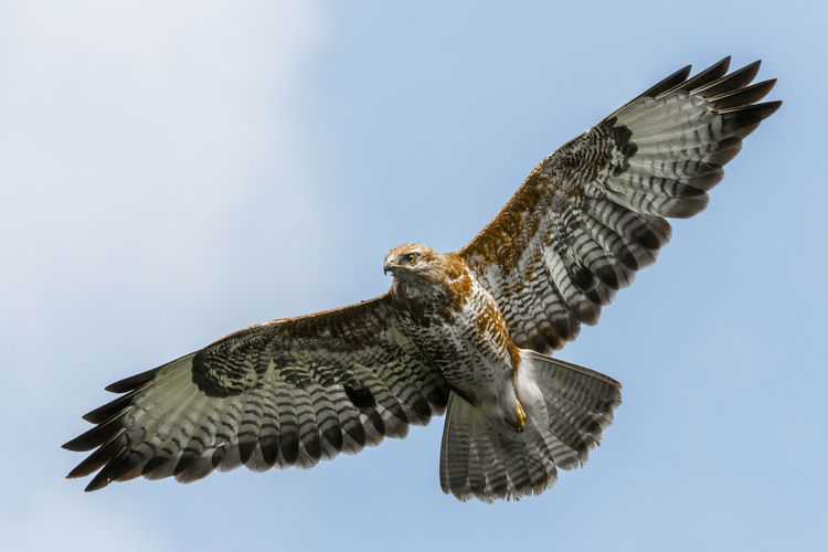 Common buzzard captured in flight under blue sky in scotland, united kingdom