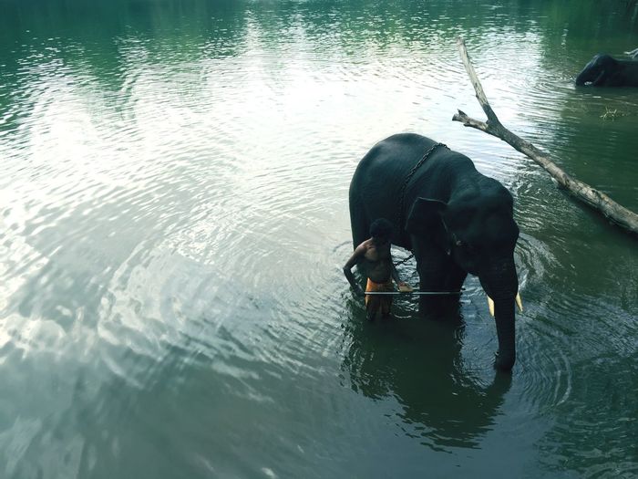 High angle view of man with elephant in lake