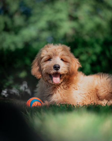 Golden doodle puppy relaxes in the shade after playing catch.