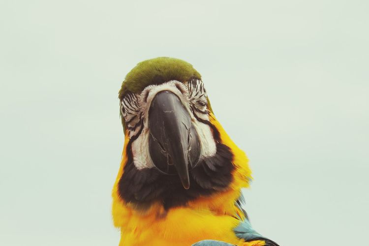 Close-up of gold and blue macaw
