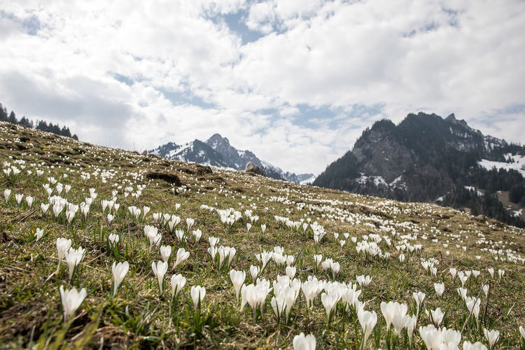 Scenic view of flowering plants on field against sky