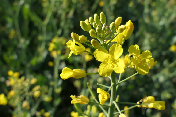 Close-up of yellow flowering plant