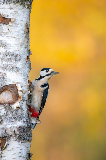 Close-up of bird perching on tree trunk - woodpecker golden autumn