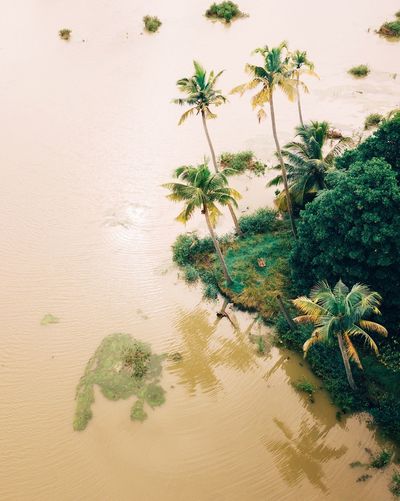 Aerial view of trees by lake